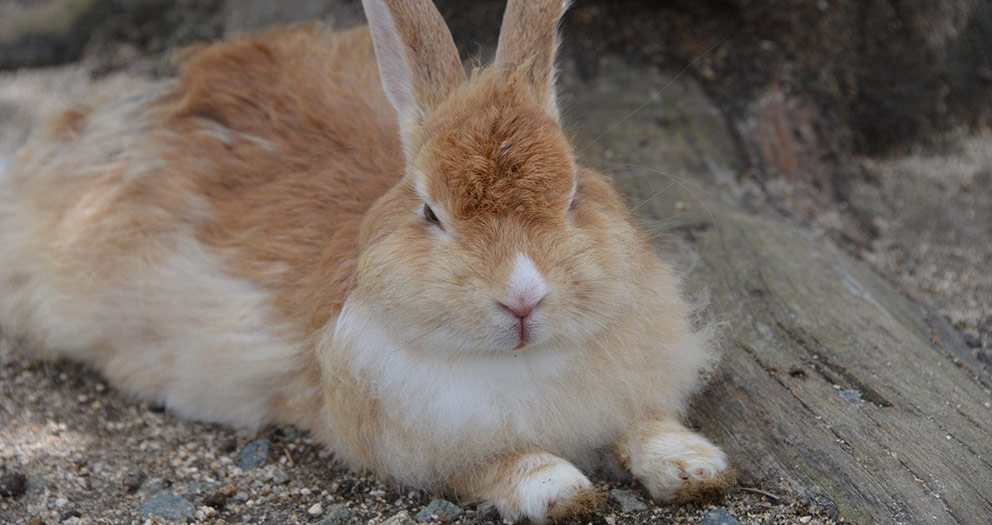 大久野島 2014.08.10-12